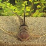 Loricariidae Tonina Colombian Tropical Fish