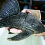 Loricariidae Tonina Colombian Tropical Fish