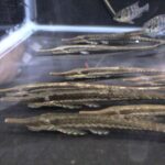 Loricariidae Tonina Colombian Tropical Fish