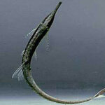 Loricariidae Tonina Colombian Tropical Fish