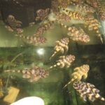 Loricariidae Tonina Colombian Tropical Fish