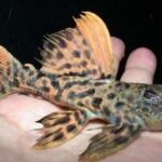 Loricariidae Tonina Colombian Tropical Fish