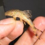 Loricariidae Tonina Colombian Tropical Fish