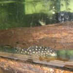 Loricariidae Tonina Colombian Tropical Fish