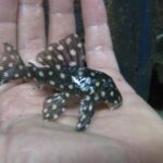 Loricariidae Tonina Colombian Tropical Fish