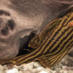 Loricariidae Tonina Colombian Tropical Fish