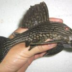 Loricariidae Tonina Colombian Tropical Fish