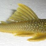 Loricariidae Tonina Colombian Tropical Fish