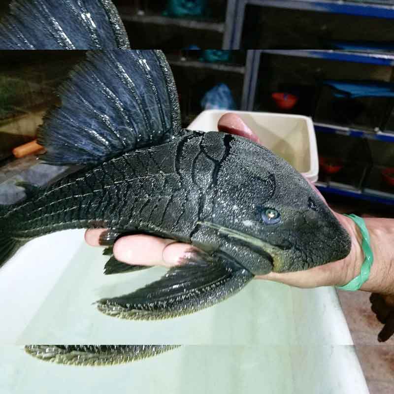 Loricariidae Tonina Colombian Tropical Fishes