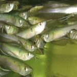 Osteoglossidae Tonina Colombian Tropical Fish