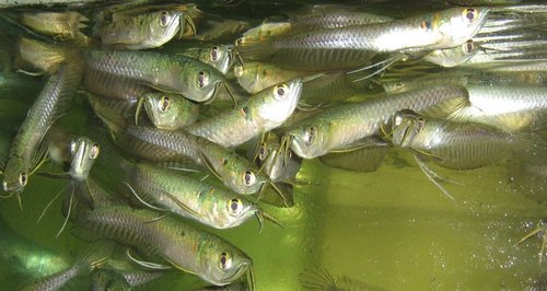 Osteoglossidae Tonina Colombian Tropical Fish
