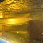 Osteoglossidae Tonina Colombian Tropical Fish