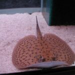 Potamotrygonae Tonina Colombian Tropical Fish