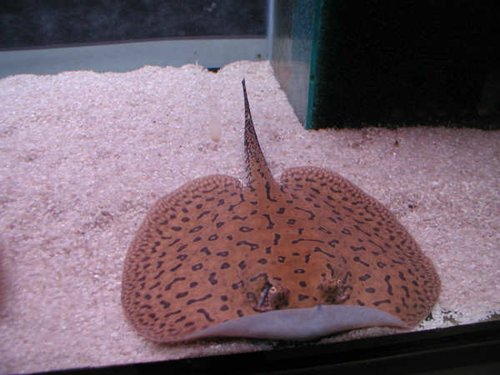 Potamotrygonae Tonina Colombian Tropical Fish