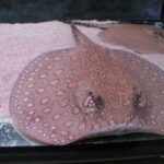 Potamotrygonae Tonina Colombian Tropical Fish