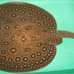 Potamotrygonae Tonina Colombian Tropical Fish