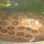 Potamotrygonae Tonina Colombian Tropical Fish