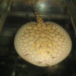 Potamotrygonae Tonina Colombian Tropical Fish