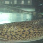 Potamotrygonae Tonina Colombian Tropical Fish