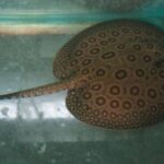 Potamotrygonae Tonina Colombian Tropical Fish