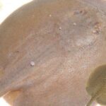 Potamotrygonae Tonina Colombian Tropical Fish