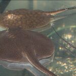 Potamotrygonae Tonina Colombian Tropical Fish