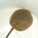 Potamotrygonae Tonina Colombian Tropical Fish