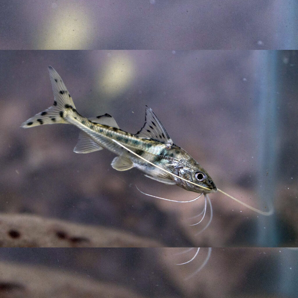 Siluriformes Tonina Colombian Tropical Fish