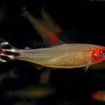 Tetras Tonina Colombian Tropical Fish