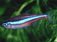 Tetras Tropical Fish
