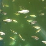 Tetras Tonina Colombian Tropical Fish