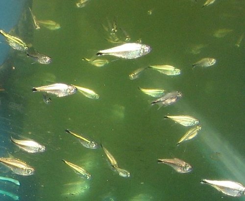 Tetras Tonina Colombian Tropical Fish