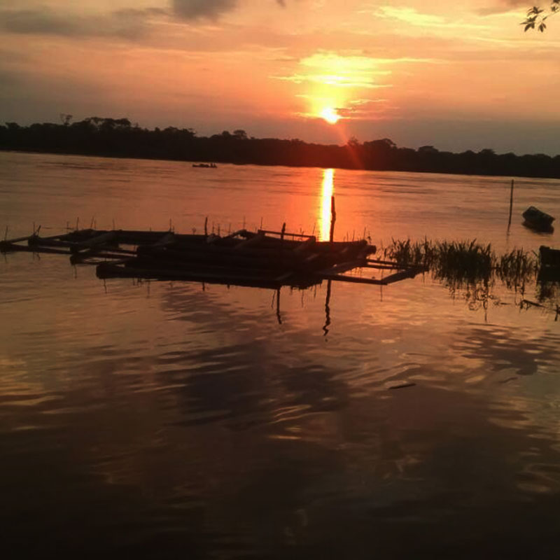 Tonina Colombian Tropical Fishes 4