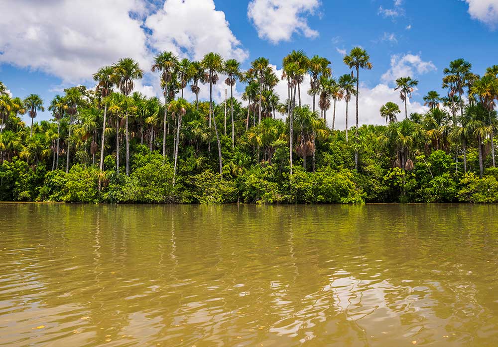 Tonina Colombian Tropical Fishes