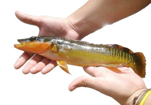 importer Colombian Tropical Fishes