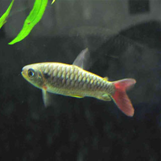 Characidae Colombian-tropical-fish